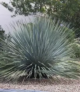 Dasylirion wheeleri 3 lit.